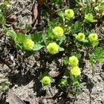 Trifolium campestre Hàbitat