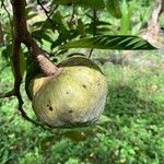 Annona montana Gyümölcs