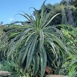 Echium strictum Feuille