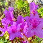 Rhododendron keleticum