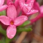 Daphne cneorum Цветок