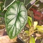 Alocasia baginda Levél