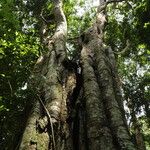 Gilletiodendron kisantuense Bark