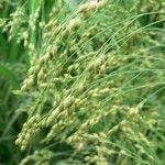 Panicum miliaceum Fruto