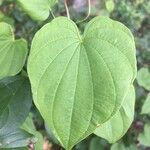 Dioscorea villosa Blad