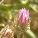 Xeranthemum inapertum Flower