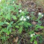 Galeopsis segetumFlower