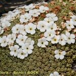 Androsace helvetica Fleur