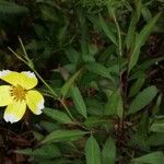 Bidens aureaFlower