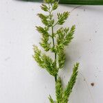 Polypogon viridis Кветка