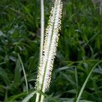 Paspalum conjugatum പുറംതൊലി