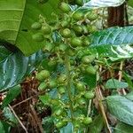 Bertiera racemosa Frukto