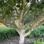 Ficus benghalensis Агульны выгляд