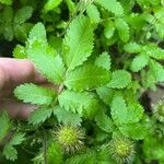 Acaena ovalifolia Leaf