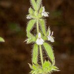 Sideritis romana 葉