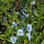 Veronica gentianoides Flower