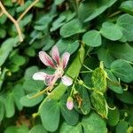 Phanera yunnanensis Flower