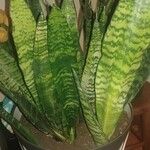 Dracaena zeylanica List