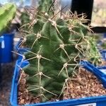 Echinocereus triglochidiatus Лист