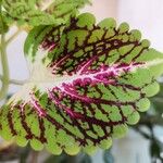 Coleus decurrensLeaf