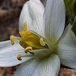 Ornithogalum balansae Virág