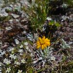Jacobaea uniflora Flower