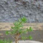 Sedum forsterianum Leaf