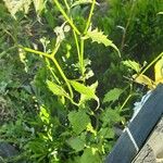 Crepis biennis Leaf