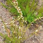 Cytisus scoparius Elinympäristö