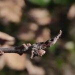 Quercus lobata Bark