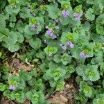 Glechoma hederacea Leaf