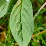 Lysimachia europaea Feuille