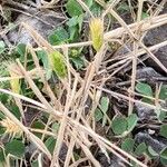 Hordeum pusillum Blad