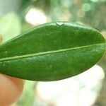 Erythroxylum novocaledonicum Leht