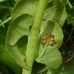 Botrychium lunaria Leaf