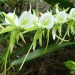 Angraecum eburneum Kwiat