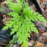 Selaginella flabellata 葉