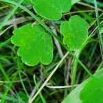 Thalictrum dioicum Folio