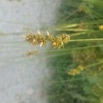 Carex pairae Blüte