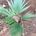 Livistona chinensis Folha