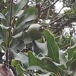 Macadamia integrifolia Φρούτο