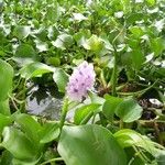 Eichhornia crassipes 整株植物