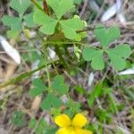 Oxalis exilis पत्ता