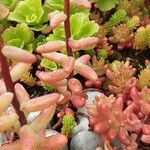 Sedum album Blatt