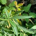 Salvia azurea Leaf