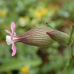 Silene conica Квітка