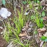 Carex alba Fuelha