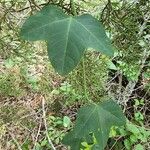 Passiflora lutea Φύλλο