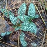 Goodyera tesselata Leaf