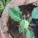 Hibiscus cannabinus Hoja